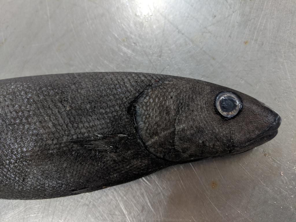 Smalleye squaretail (Tetragonurus cuvieri) — Tetragonuridae
