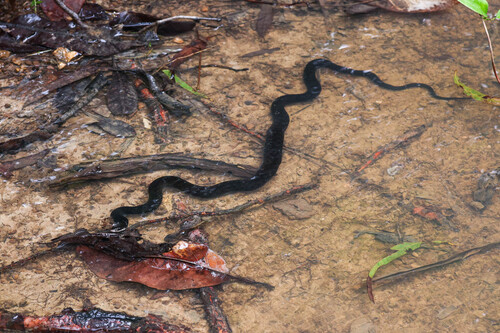 Common keelback