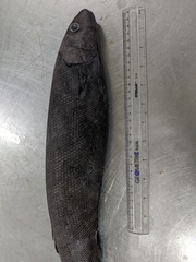 Tetragonurus cuvieri