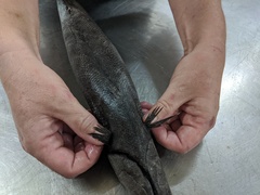 Tetragonurus cuvieri