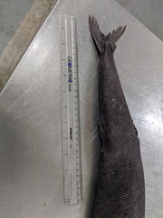 Tetragonurus cuvieri