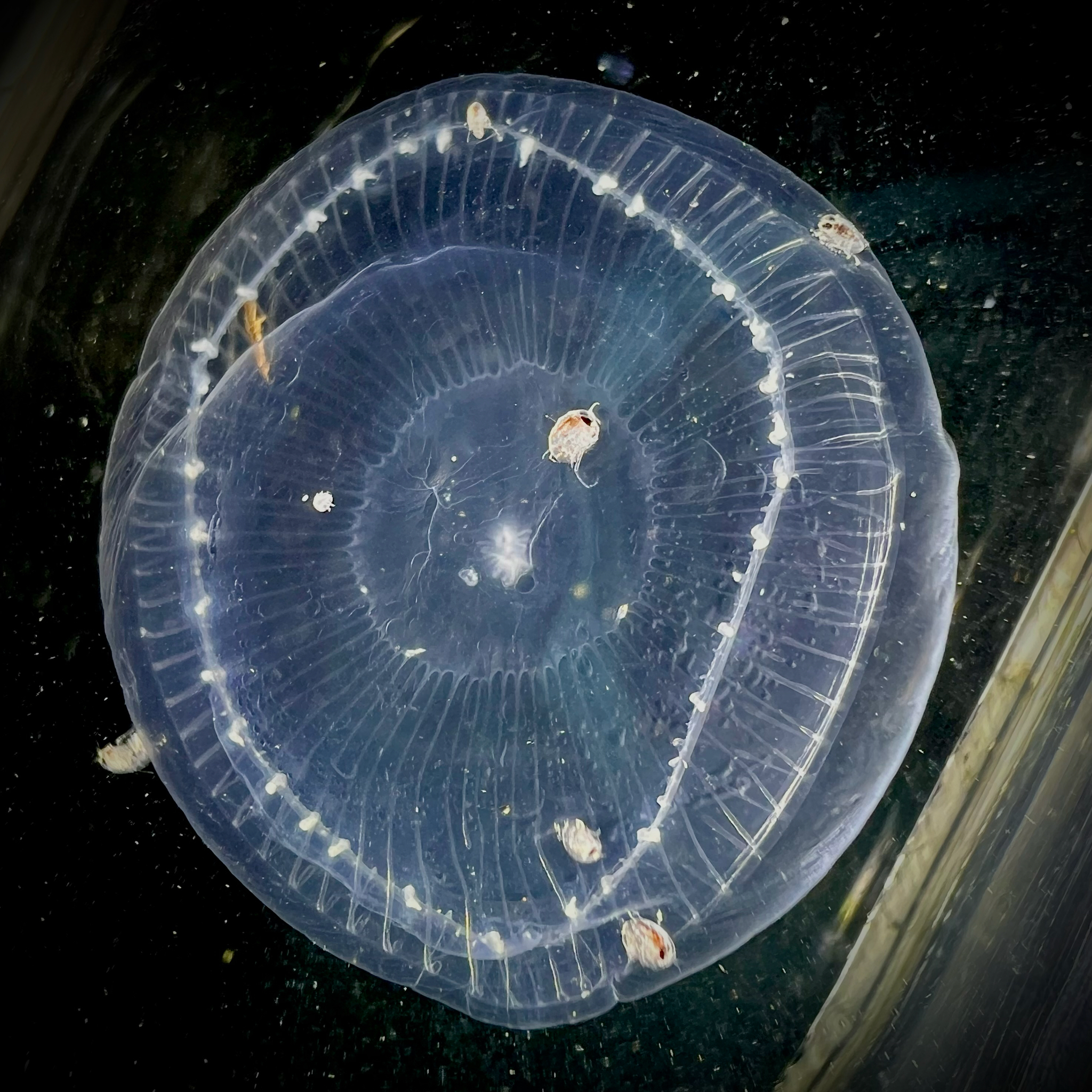 Aequorea victoria (Murbach & Shearer, 1902)