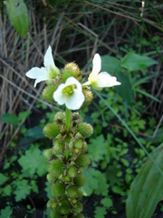 Echinodorus subalatus
