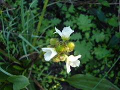 Echinodorus subalatus