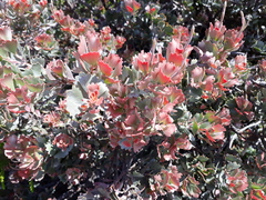 Adenanthos cuneatus