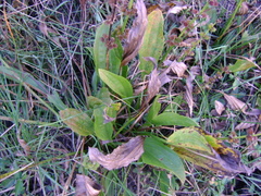Echinodorus subalatus