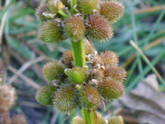 Echinodorus subalatus