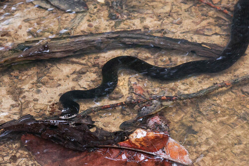 Common keelback