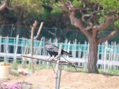 Corvus macrorhynchos