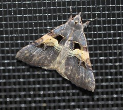 Avatha discolor