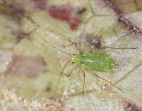 Potato Aphid photo 3