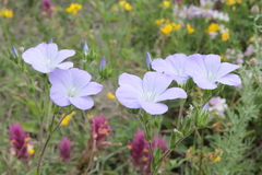 Linum hirsutum
