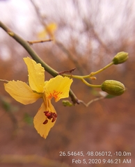 Parkinsonia texana macra