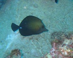 Zebrasoma scopas