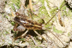 Talitropsis