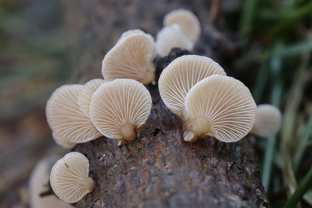 Panellus mitis · January 2026 · photo: © bjoerns (iNaturalist, cc-by)