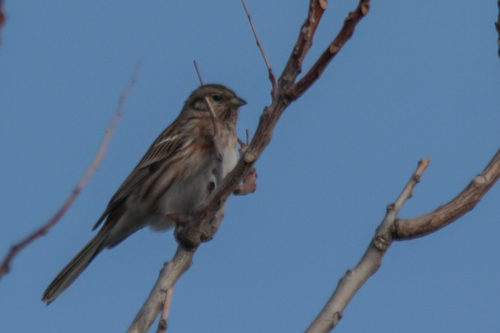 Pine Bunting (Emberiza leucocephalos), photo 2