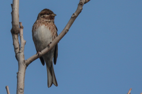 Pine Bunting (Emberiza leucocephalos), photo 1