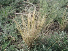 Stipa borysthenica