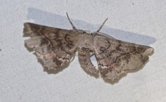 Parepisparis multicolora