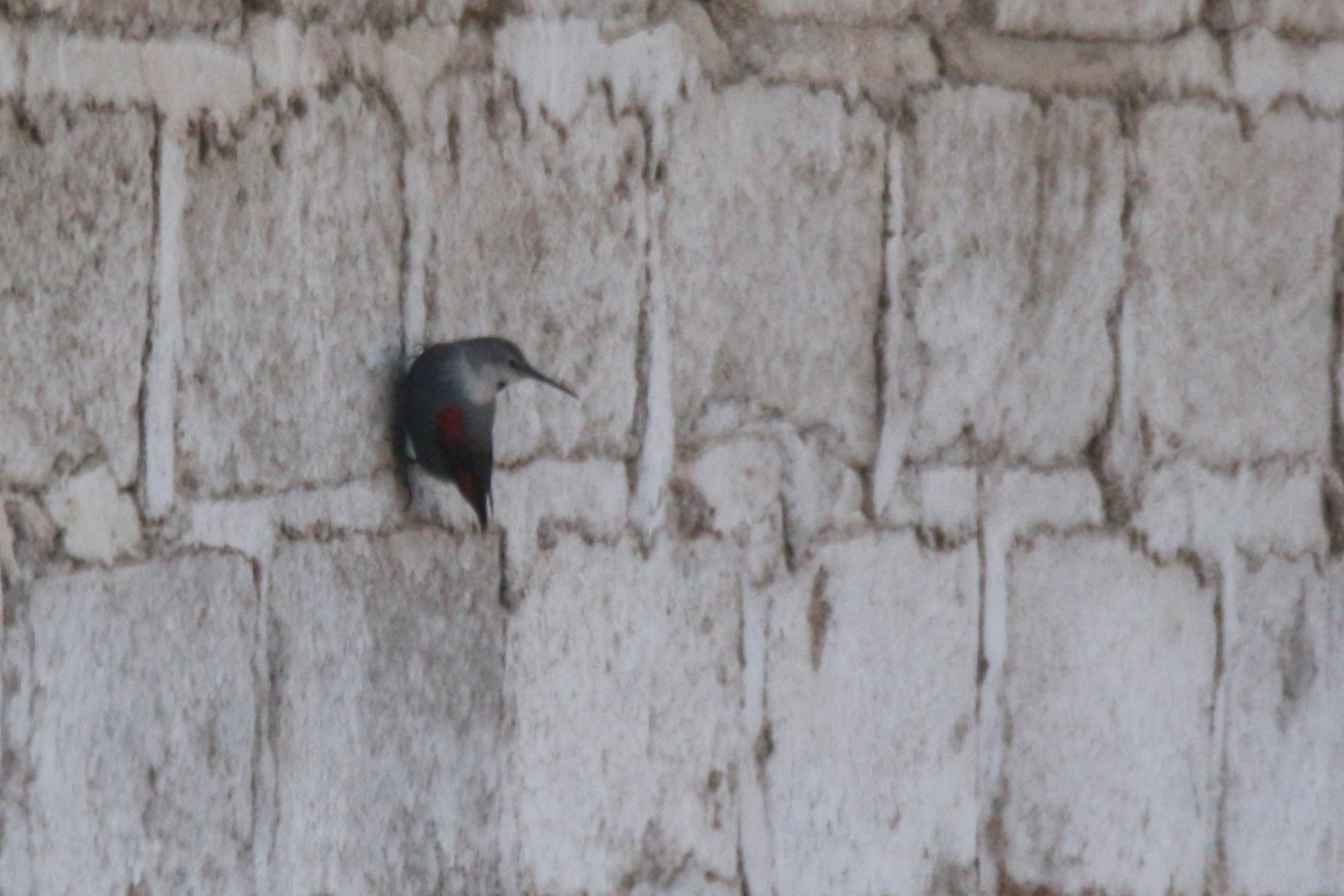 Wallcreeper (Tichodroma muraria), photo 9