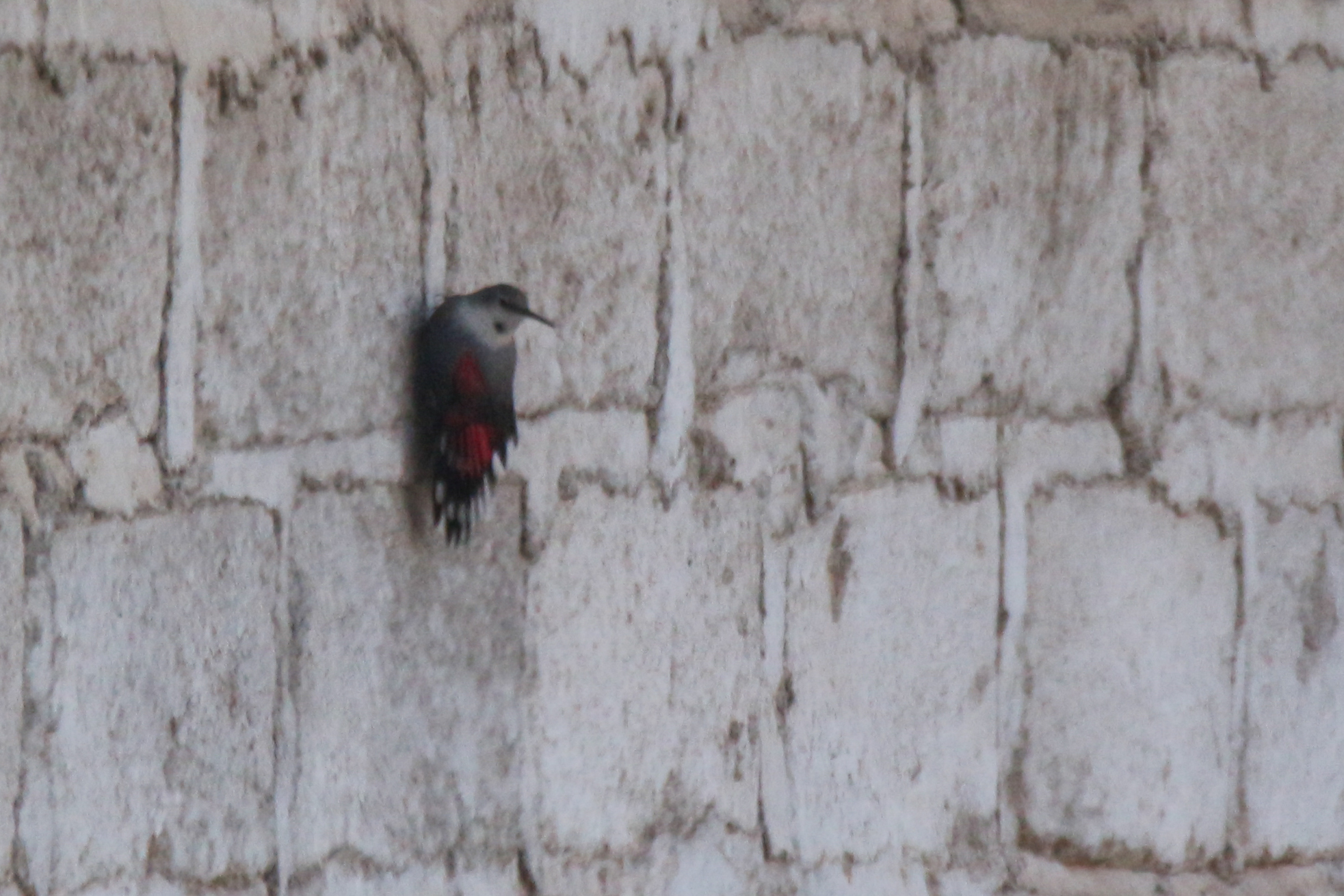 Wallcreeper (Tichodroma muraria), photo 10