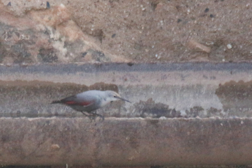 Wallcreeper (Tichodroma muraria), photo 4