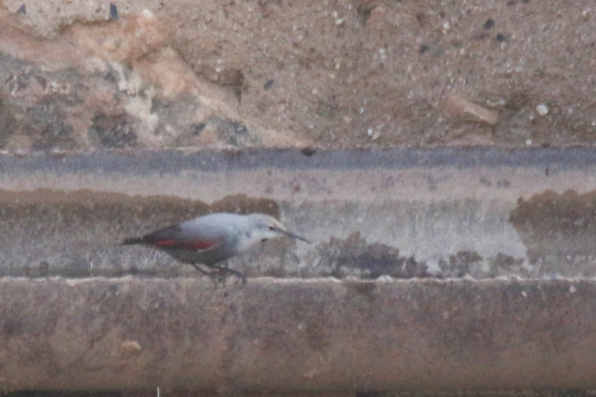 Wallcreeper (Tichodroma muraria), photo 4