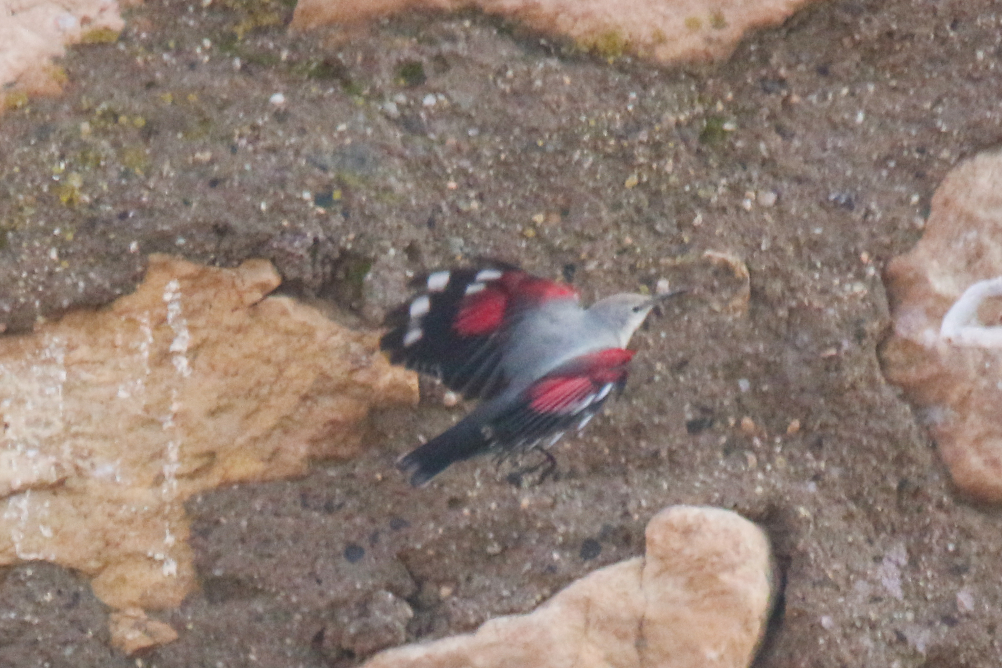 Wallcreeper (Tichodroma muraria), photo 3