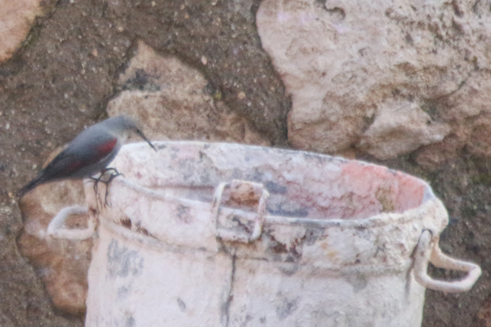 Wallcreeper (Tichodroma muraria), photo 7
