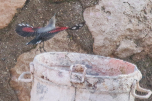 Wallcreeper (Tichodroma muraria), photo 8
