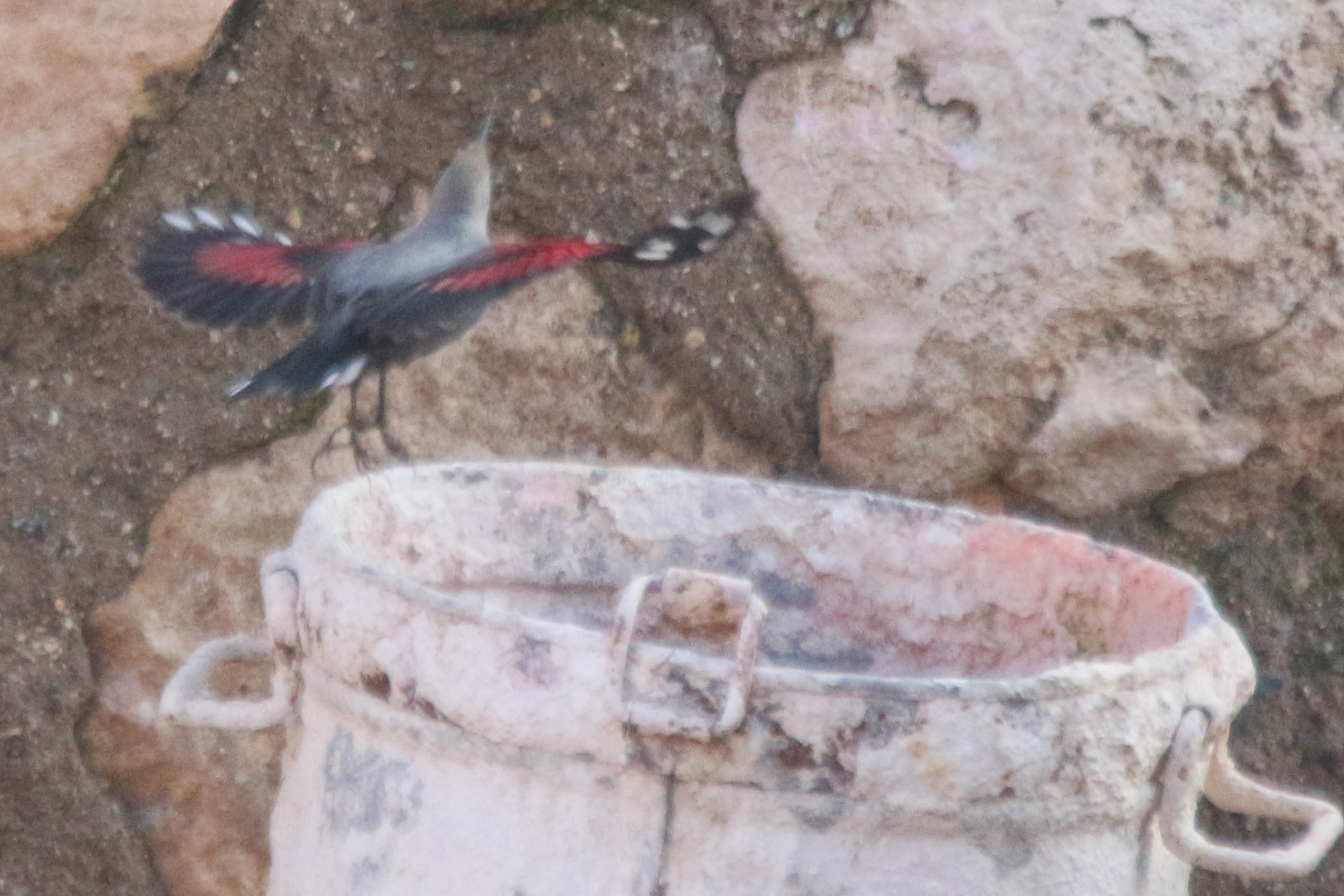 Wallcreeper (Tichodroma muraria), photo 8