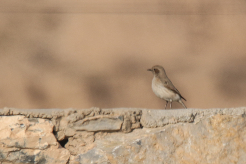 Finsch's Wheatear (Oenanthe finschii), photo 2