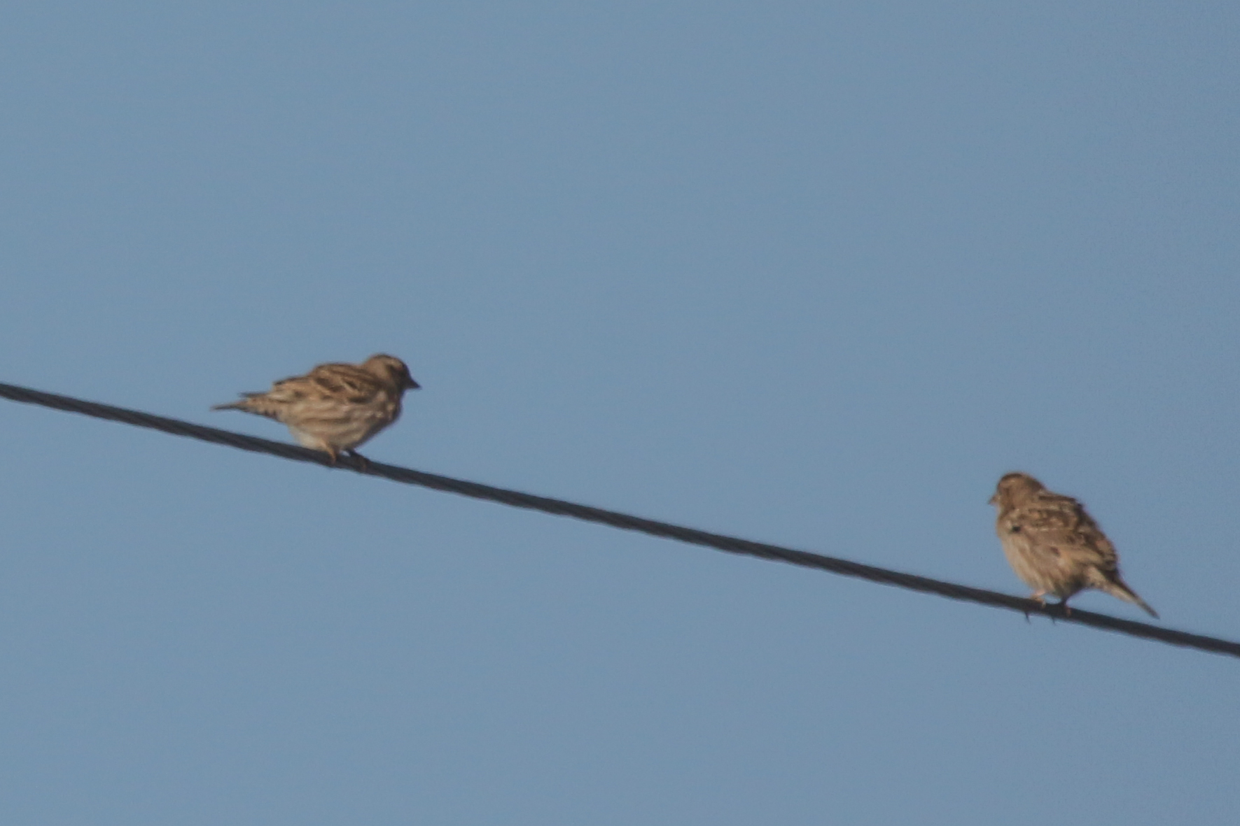 Rock Sparrow (Petronia petronia), photo 6