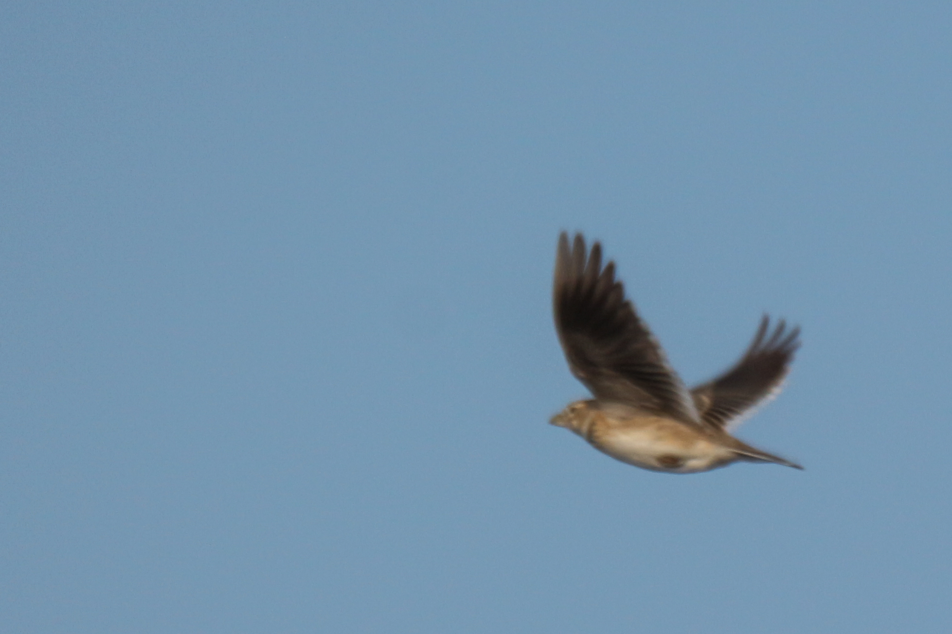 Calandra Lark (Melanocorypha calandra), photo 1