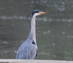 Ardea cinerea