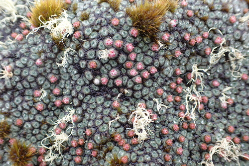 Raoulia rubra, photograph 4