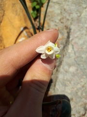 Narcissus dubius