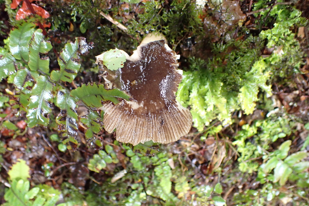 Amanita pekeoides · January 2026 · photo: © berardom (iNaturalist, cc-by)