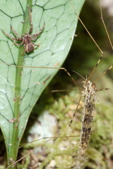 Austrolimnophila argus