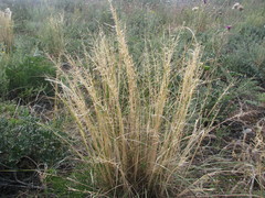 Stipa borysthenica
