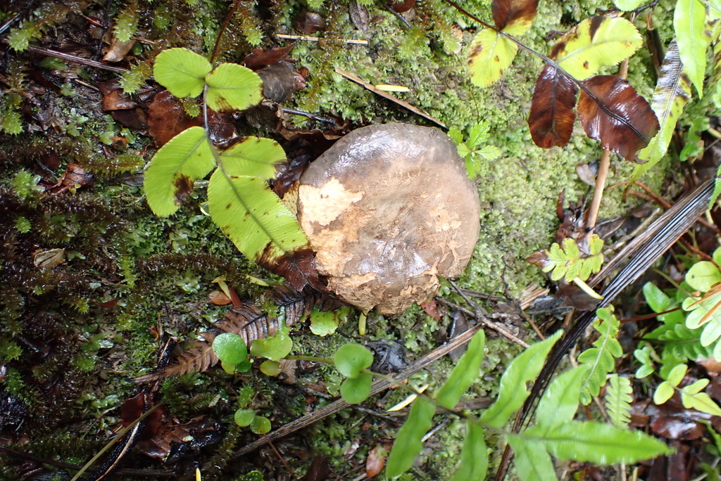 Lactifluus sepiaceus · January 2026 · photo: © berardom (iNaturalist, cc-by)