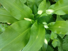 Allium ursinum
