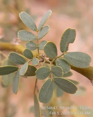 Parkinsonia texana macra