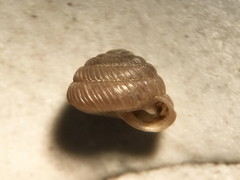 Strobilops labyrinthicus