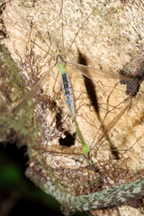 Leptotarsus albistigma