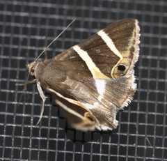 Grammodes oculicola