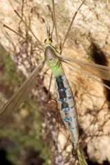 Leptotarsus albistigma