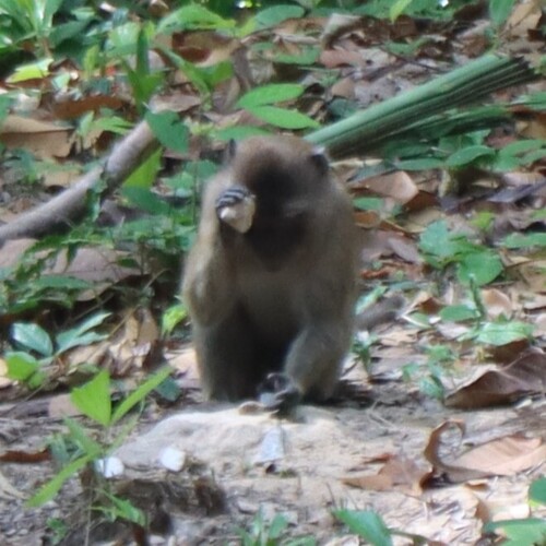 Long-tailed Macaque