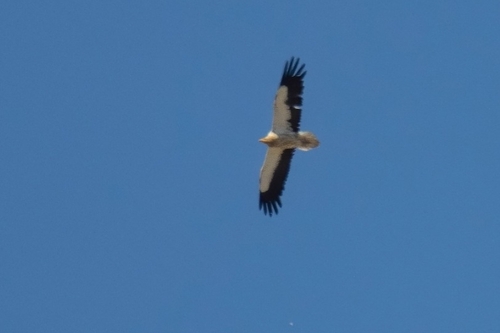 Avistamiento Alimoche común